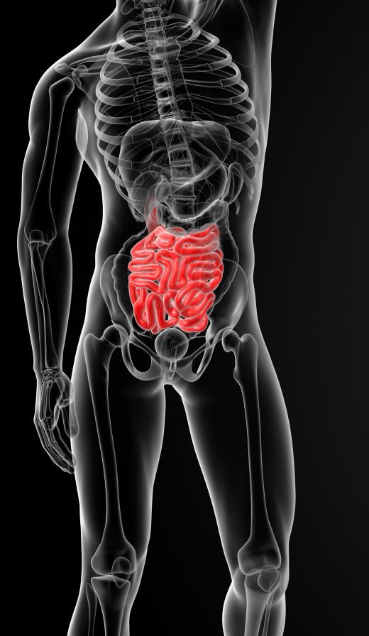 Micelles are broken down in the intestines.