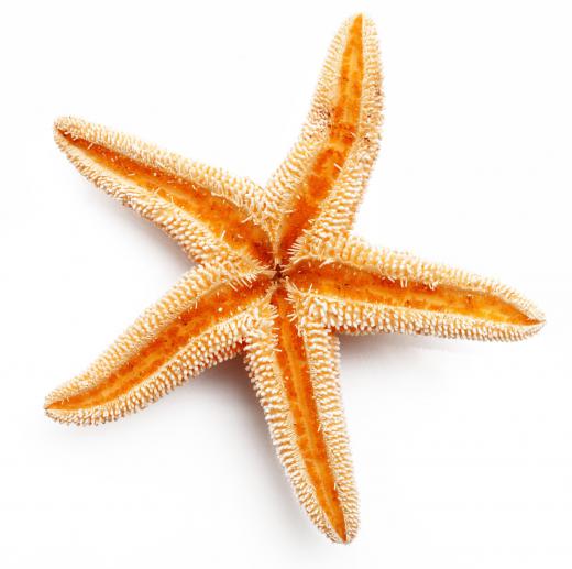 A starfish is an example of a radial diploblastic organism.