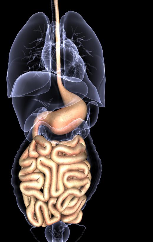 Food travels from the esophagus into the stomach, where it is digested and then sent to the small intestines.