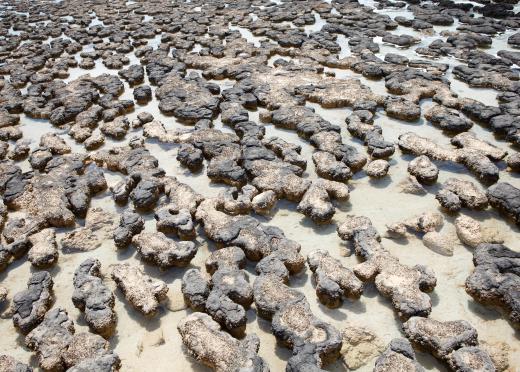 A stromatolite is an accreted mass of microorganisms which have grown so closely together that they form a mat.