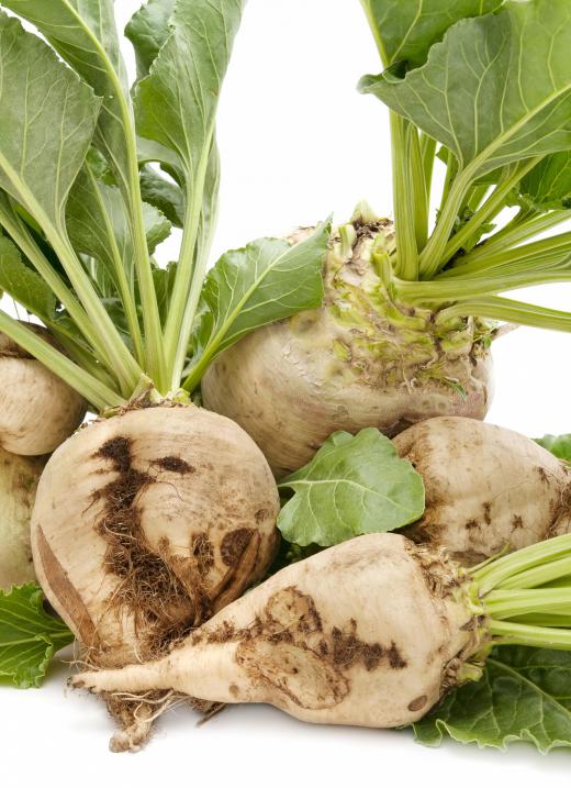 Distilleries may use sugar beets to produce the ethanol that becomes gasohol.