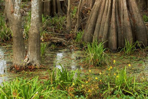 There were expansive swamp forests near the coast during the Permian period.