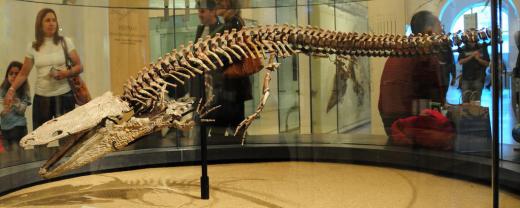 Temnospondyls  were the ancestors of many modern amphibians.