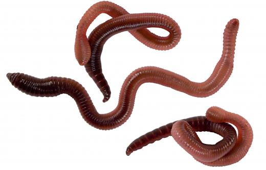 Earthworms are members of the Annelida phylum.