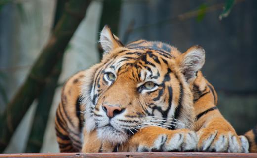 Tigers and other "big cats" are felids, which are part of the biological family Felidae.