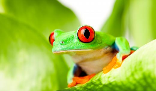 Amphibians, like tree frogs, are non-amniotic, cold-blooded tetrapods who spend at least part of their life on land.