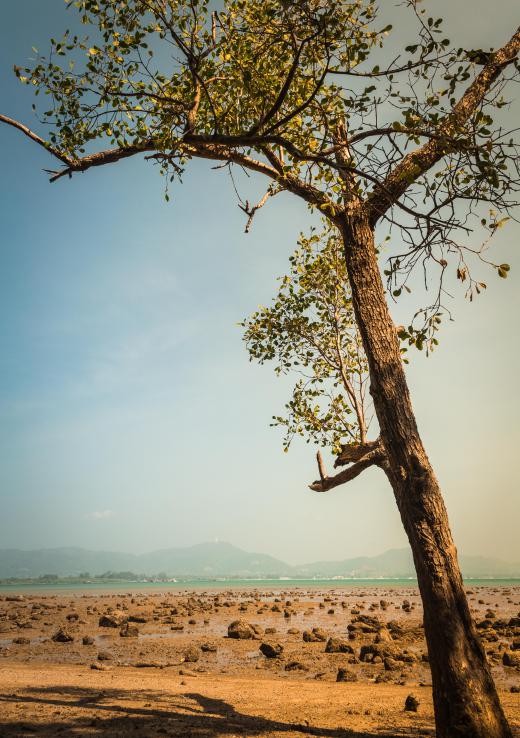 Vegetation is plant life, which can grow in nearly all types of regions including deserts.