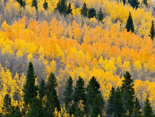 Forest ecologists observe and catalogue the changes that take place in forests over time.