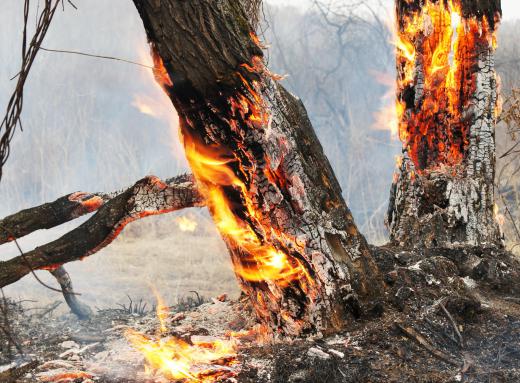 Clearing brush and dead vegetation from an area is more important for stopping a forest fire than water.