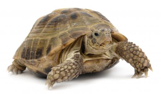 Turtles are a type of anapsid.