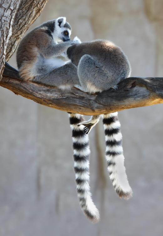 Lemurs are the best-known of Madagascar's endemic species.