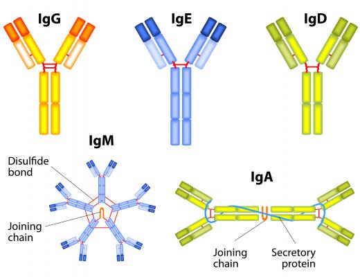 Each human antibody bonds to only one specific particle.