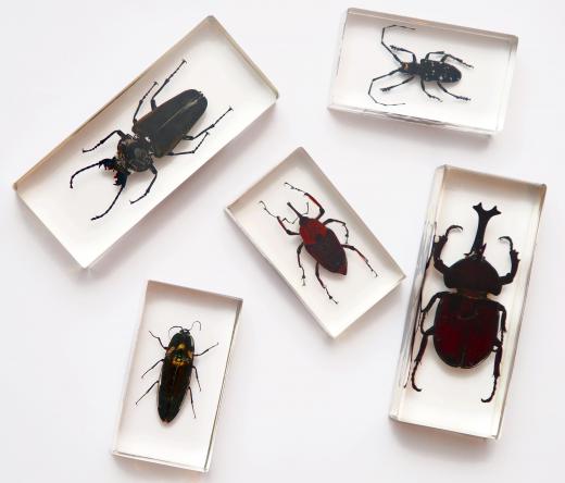 Different types of beetles.