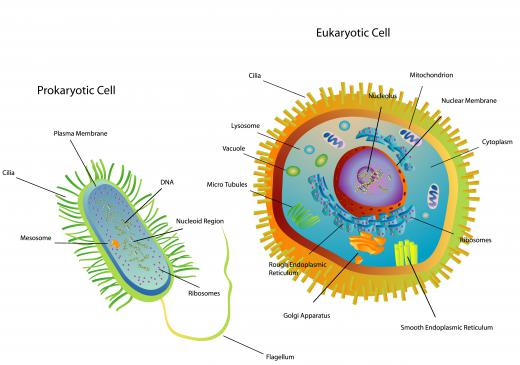 Nearly all eukaryotic DNA is found within the nucleus.