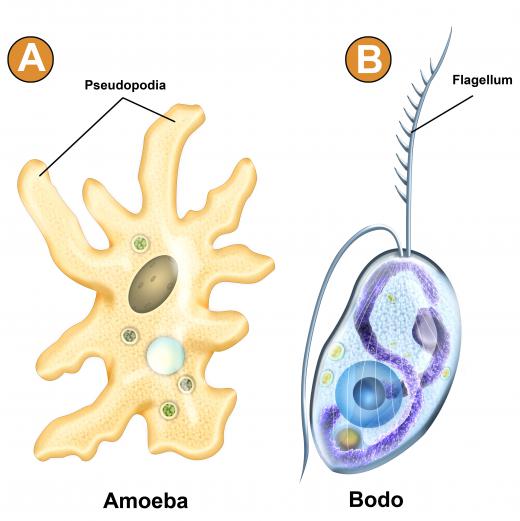 Two types of unicellular organisms.