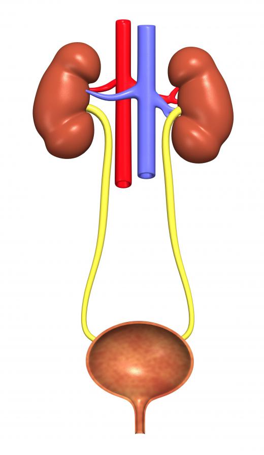 The urinary system is a type of organ system that allows the body to rid itself of waste.