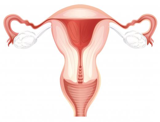 The female reproductive system is a mostly internal organ system.