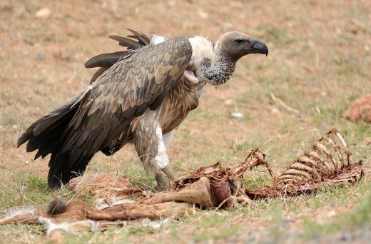 Vultures fulfill the role of scavengers in several environments.