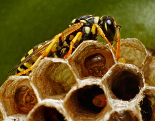 A wasp nest is an example of a superorganism.