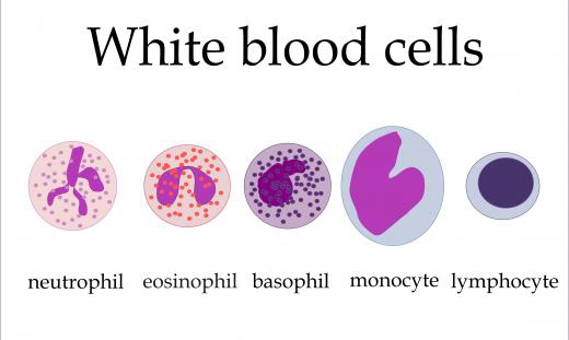 White blood cells called lymphocytes are further differentiated via a process called clonal selection.