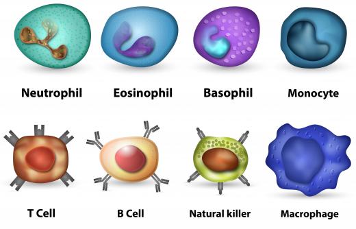 The inflammation response from exposure to zymosan is caused by the excitation and activation of enzyme secretion from macrophages.