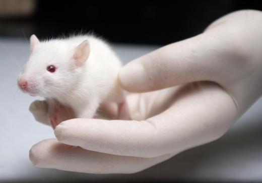 Scientists often use gene deletion in lab mice to study a variety of disorders.