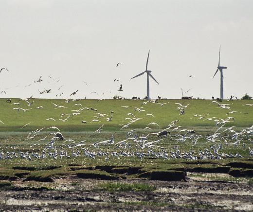 A big disadvantage of wind power is the threat they pose to migratory birds that are accustomed to having open air space in which to fly.