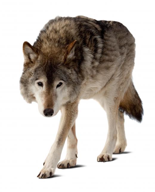 The Grey Wolf is said to have experienced convergent evolution with the Thylacine.