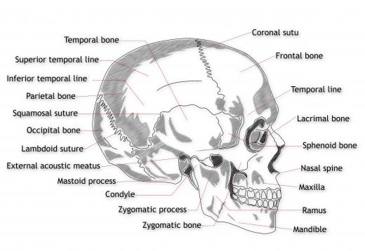 One characteristic common among synapsids is the temporal fenestra, a hole in the skull behind the eyes, meant to reduce skull weight.