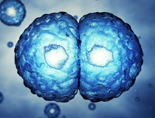 A zygote undergoes meiosis.