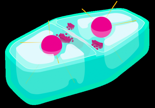 Cytokinesis stage of plant mitosis.